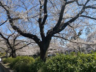 グランド工房　相模原店　桜