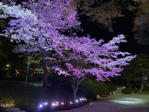 グランド工房　相模原店　桜