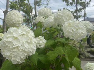 紫陽花　アナベル