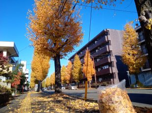 roadside tree